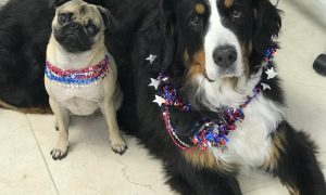 Canine Heroes Bring Smiles and Healing to Children with Special Needs